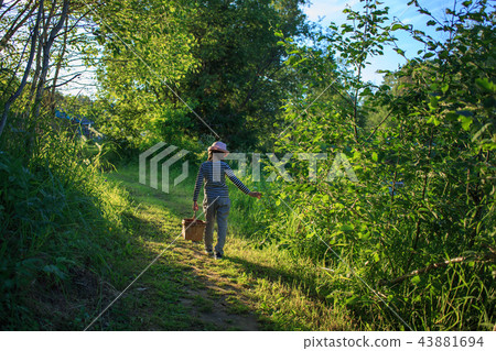 Young girl walking on a path through green woods carrying a basket Young girl walking on a path through green woods carrying a basket 43881694