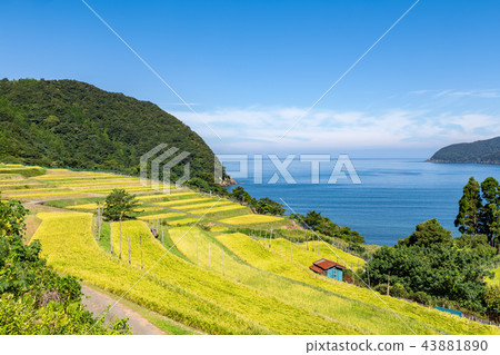 Rice terrace of Tabu 43881890