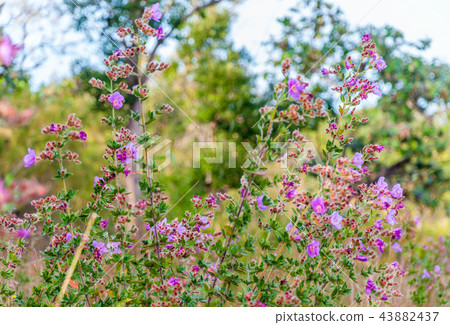 Osbeckia Stellata Ham flower 43882437