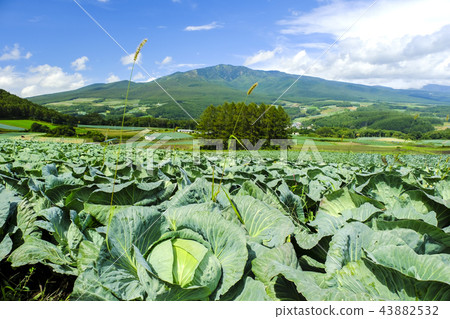 Cabbage field and Tsuchiyama Cabbage field and Tsuchiyama 43882532