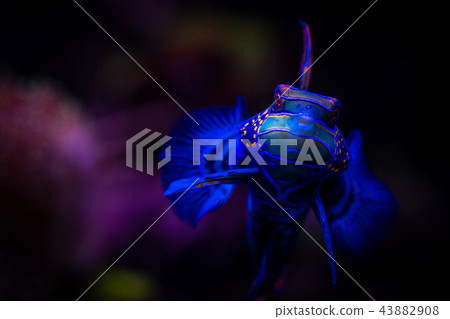 Nice mandarin fish in coral sea aquarium pets  43882908