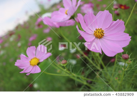 Cosmos Cosmos 43882909