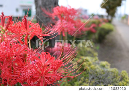 群集孤挺花 群集孤挺花 43882910