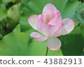 蓮花 43882913