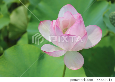 蓮花 蓮花 43882913
