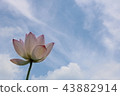 蓮花 43882914