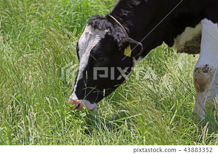 Ranch cattle 43883352