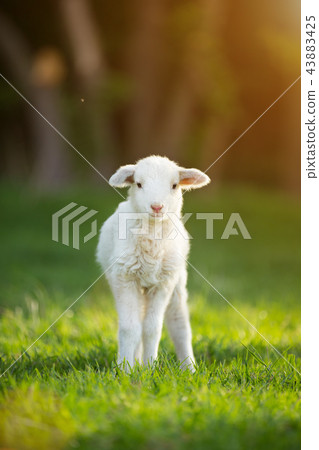 cute little lamb on fresh green meadow cute little lamb on fresh green meadow 43883425