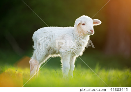 cute little lamb on fresh green meadow cute little lamb on fresh green meadow 43883445