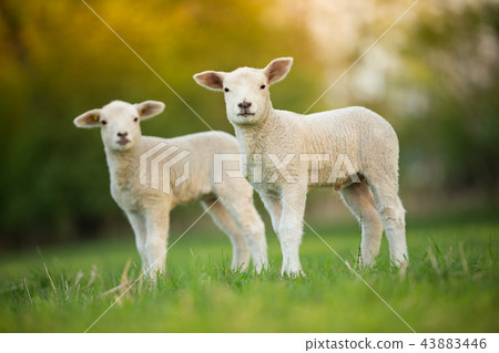 cute little lambs on fresh green meadow cute little lambs on fresh green meadow 43883446