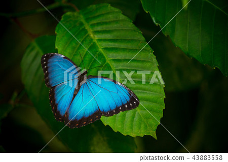 Blue morpho (morpho peleides) on green nature background. Blue morpho (morpho peleides) on green nature background. 43883558