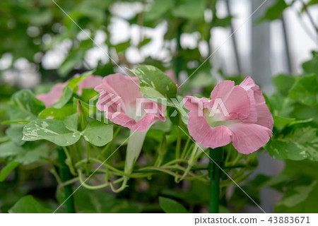 Morning glory 299 43883671
