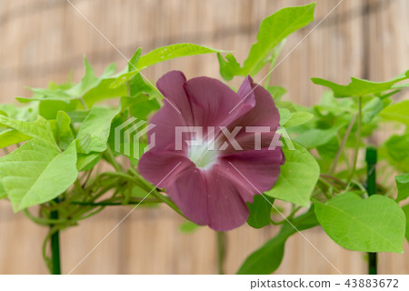 Morning glory 300 43883672