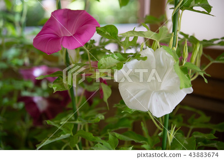 牽牛花302 43883674