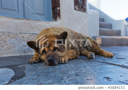 Homeless shaggy dog lying at the entrance to the shop on the street in Oia. Santorini (Thira) island. 43884151