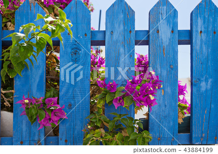 Beautiful blooming bougenvilia in Emporio on the island of Santorini in Greece. 43884199