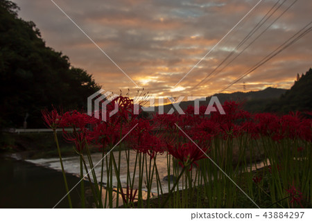 Autumn flowers cluster amaryllis Hebanana flock Autumn flowers cluster amaryllis Hebanana flock 43884297
