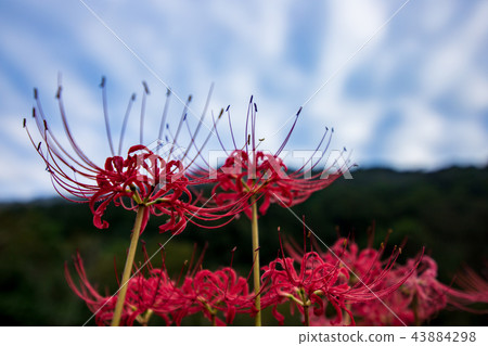 Autumn flowers cluster amaryllis Hebanana flock Autumn flowers cluster amaryllis Hebanana flock 43884298