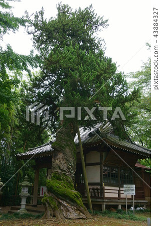 322 Iris West 43884327