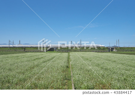 Soda field Soda field 43884417