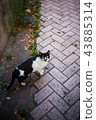 cat, cannon 43885314