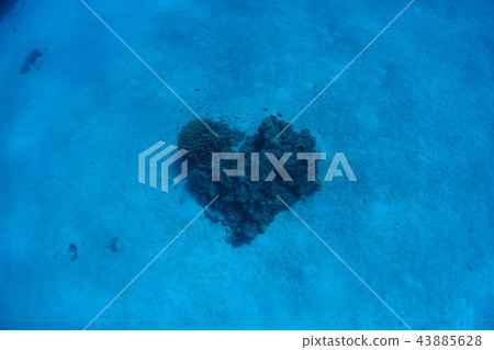 心臟的珊瑚 43885628