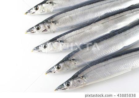 Pearl Pearl 43885838