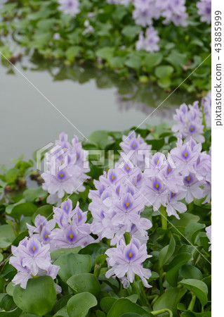 水葫蘆Honyakushi寺遺址奈良 水葫蘆Honyakushi寺遺址奈良 43885999