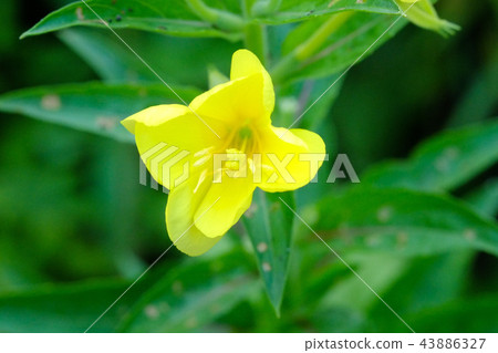 Evening grass (Oenothera). Evening grass (Yoimachigusa). Famous as Yumeji Takehisa's song. Evening grass (Oenothera). Evening grass (Yoimachigusa). Famous as Yumeji Takehisa's song. 43886327