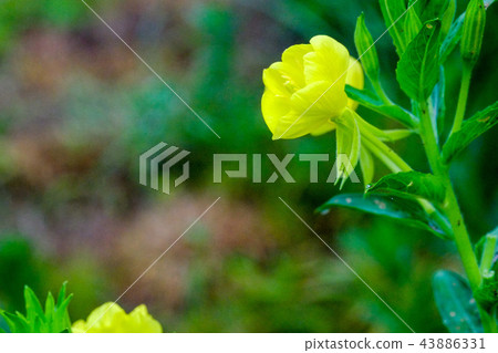 Evening grass (Oenothera). Evening grass (Yoimachigusa). Famous as Yumeji Takehisa's song. 43886331