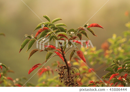 fall of season at Tai Tong hk fall of season at Tai Tong hk 43886444