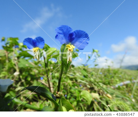 鮮豔的藍色花朵“Tyukyusa” 43886547