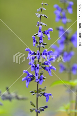 Gala Tika Sage / Medosage Gala Tika Sage / Medosage 43886780