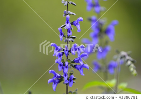 Gala Tika Sage / Medosage Gala Tika Sage / Medosage 43886781