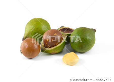 macadamia nuts on white background macadamia nuts on white background 43887607