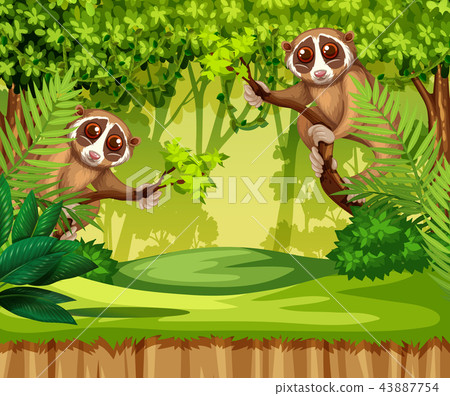 Tarsier living in the jungle 43887754