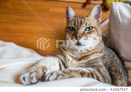 funny tabby cat 43887957