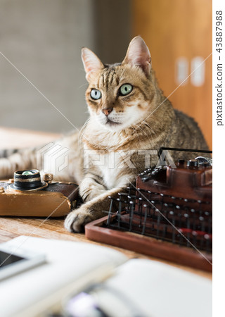 cat stay on table cat stay on table 43887988