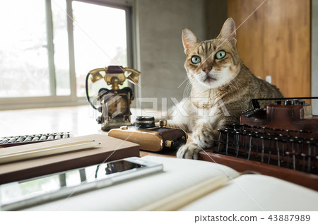 cat stay on table 43887989