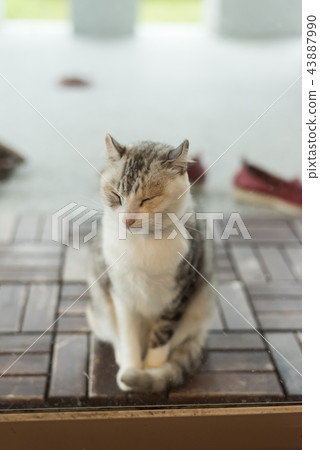 cute cat feel tired 43887990