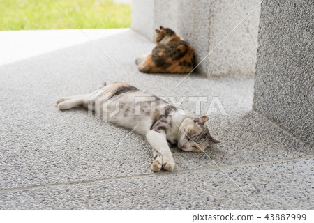 cat sleeping with her daughter cat sleeping with her daughter 43887999