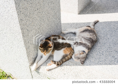 cat sleeping with her daughter 43888004