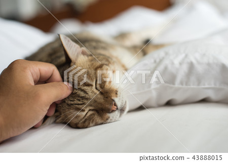 touch the cat touch the cat 43888015