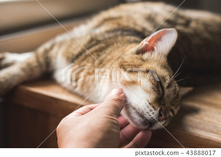 touch the fat tabby touch the fat tabby 43888017