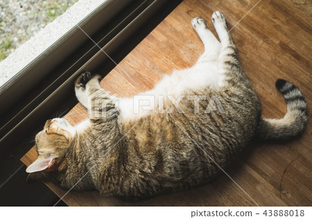 lazy cat sleeping 43888018