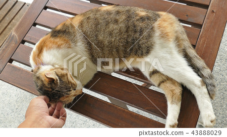touch sleeping cat 43888029