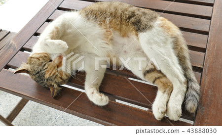 cute sleeping cat cute sleeping cat 43888030