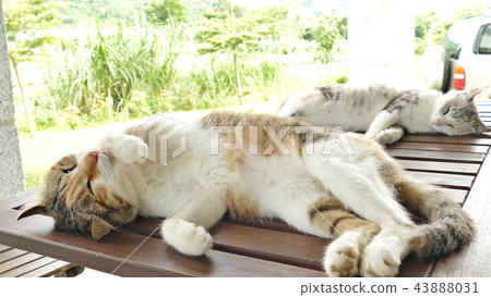cute sleeping cat cute sleeping cat 43888031