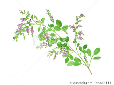 Lespedeza bicolor Hagi 43888111