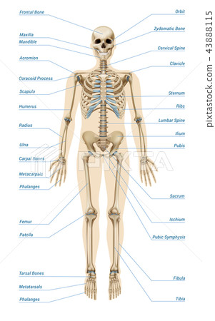 插图素材: realistic human skeletal system infographics